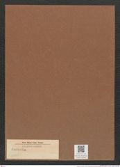 Surirella sp. (de-Toni-Nr.: Genus 53) Zeichnungen Sammlung Grunow Mappe 02589 (Herbarium_W_Grunow_drawings_Folder_02589)